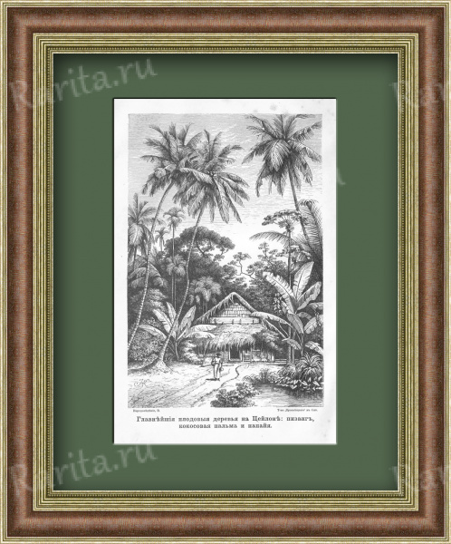 Плодовые деревья на Цейлоне, старинная литография Плодовые деревья на Цейлоне, старинная литография