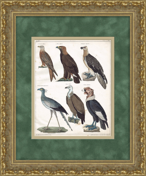 Красивые орлы, птица-секретарь, гриф-индейка. Редкая гравюра с ручной раскраской