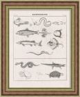 Скат, угорь, змея, крокодил, черепаха и др. Литография 19 века