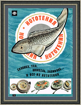 Нототения. Рекламный плакат СССР