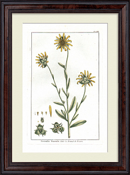 Сингапурская маргаритка. Большая, редкая гравюра 18 века