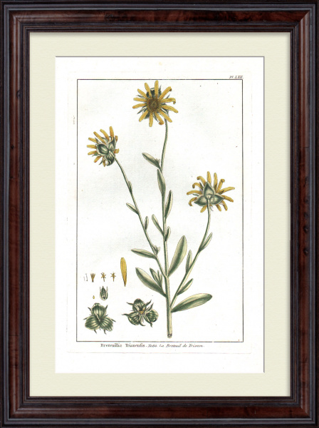 Сингапурская маргаритка. Большая, редкая гравюра 18 века