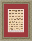 Мотыльки и бабочки. Антикварная хромолитография