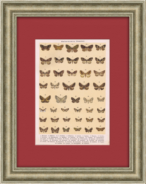 Мотыльки и бабочки. Антикварная хромолитография