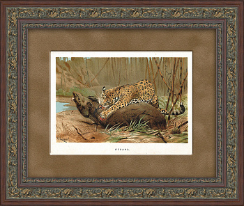 Ягуар. Хромолитография в раме, 1894 год