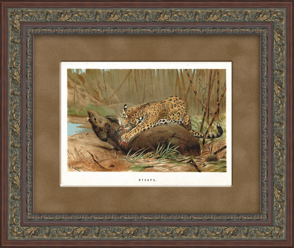 Ягуар. Хромолитография в раме, 1894 год