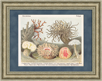 Кораллы, антикварная хромолитография 19 века