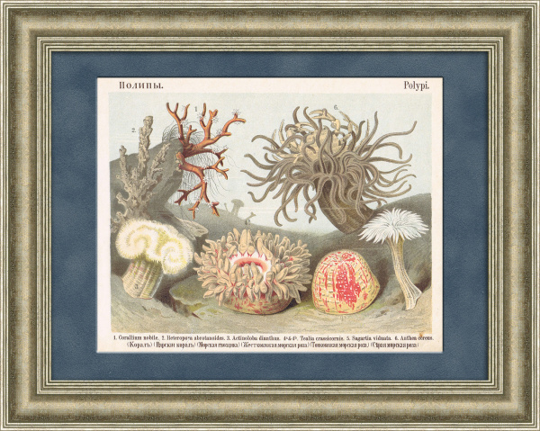 Кораллы, антикварная хромолитография 19 века