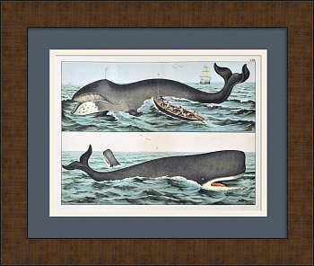 Кит и кашалот. Редкая гравюра 19 века