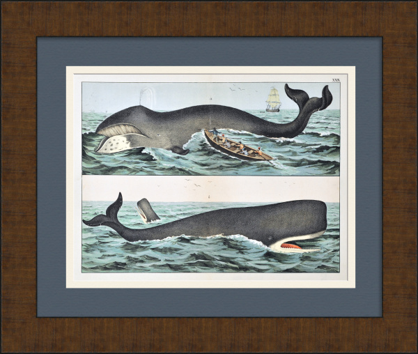Кит и кашалот. Редкая гравюра 19 века