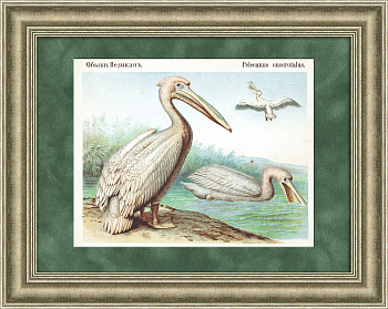 Большой белый пеликан. Старинная хромолитография в раме