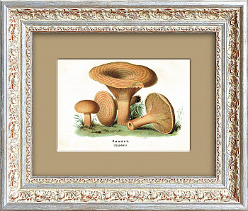 Рыжик. Старинная хромолитография 1888 года