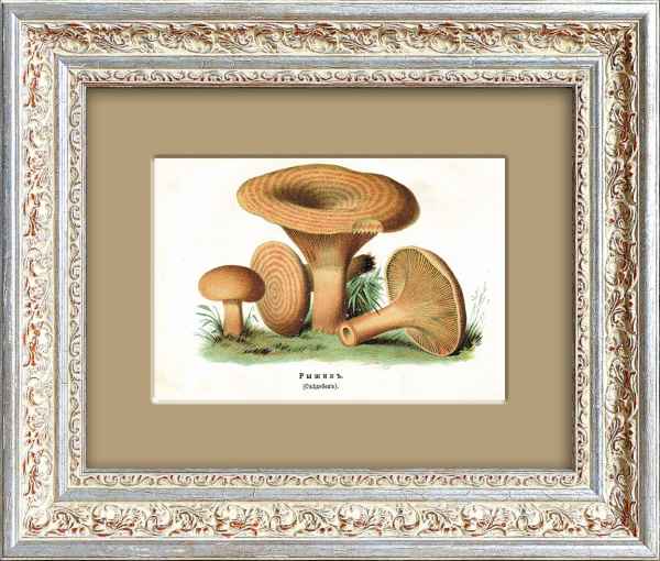 Рыжик. Старинная хромолитография 1888 года