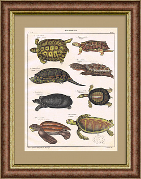 Удивительные черепахи на старинной гравюре с ручной раскраской