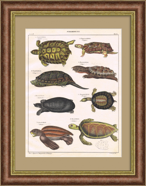 Удивительные черепахи на старинной гравюре с ручной раскраской