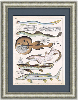 Акула, скат, минога, осетр и другие морские обитатели. Гравюра 19 века