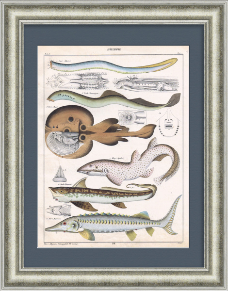 Акула, скат, минога, осетр и другие морские обитатели. Гравюра 19 века