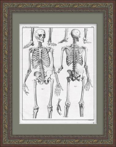 Скелет человека. Антикварная гравюра в раме