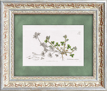 Клевер шершавый. Антикварная гравюра в раме