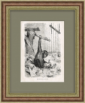 Шимпанзе. Старинная литография в раме