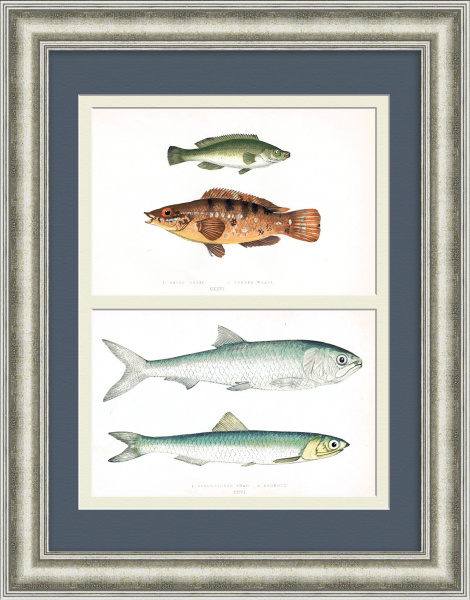 Рыбы Великобритании: губан, анчоус, шэд. Старинная, редкая гравюра