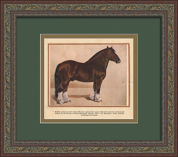 Коневодство в СССР: клейдесдаль. Старинная тиражная графика Коневодство в СССР: клейдесдаль. Старинная тиражная графика