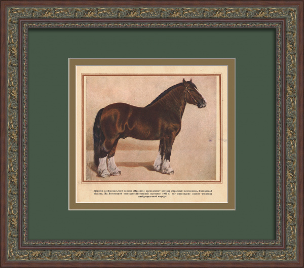 Коневодство в СССР: клейдесдаль. Старинная тиражная графика Коневодство в СССР: клейдесдаль. Старинная тиражная графика