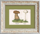 Желчный гриб и обабок. Хромолитография, 19 век