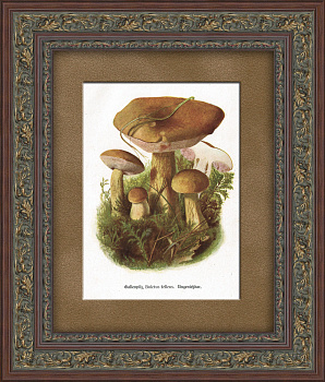 Желчный гриб. Старинная тиражная графика