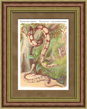 Удав и гремучая змея. Антикварная хромолитография в раме