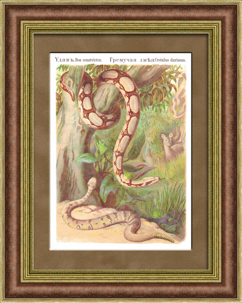 Удав и гремучая змея. Антикварная хромолитография в раме