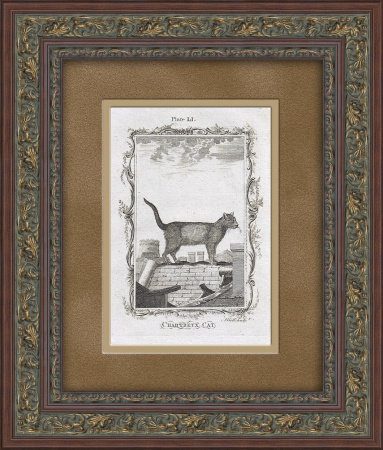 Кот на крыше, старинная гравюра 1785 года