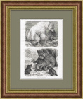 Медведи белый и бурый. Антикварная литография в раме