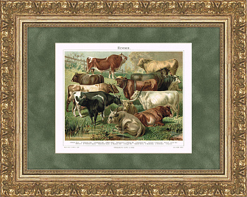 Разновидность быков и буйволов. Старинная хромолитография