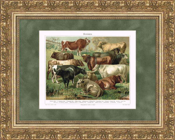 Разновидность быков и буйволов. Старинная хромолитография