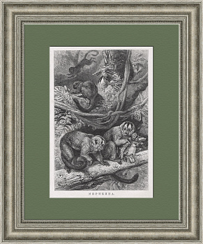 Мирикина, ночная обезьянка. Зоологическая литография в раме