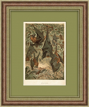 Летучие лисицы (крыланы). Старинная хромолитография в раме