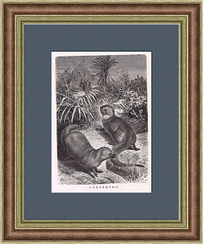 Египетские мангусты. Старинная литография в раме