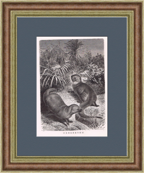 Египетские мангусты. Старинная литография в раме