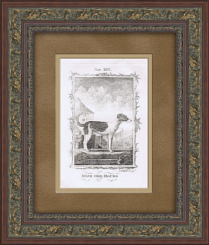 Ирландский волкодав. Старинная гравюра в раме