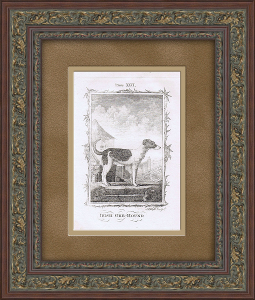 Ирландский волкодав. Старинная гравюра в раме