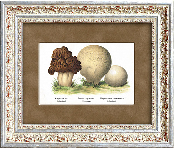 Строчок и дождевики. Редкая хромолитография, 19 век