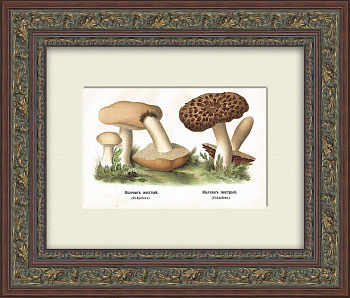 Колчак желтый и колчак пестрый. Хромолитография в раме