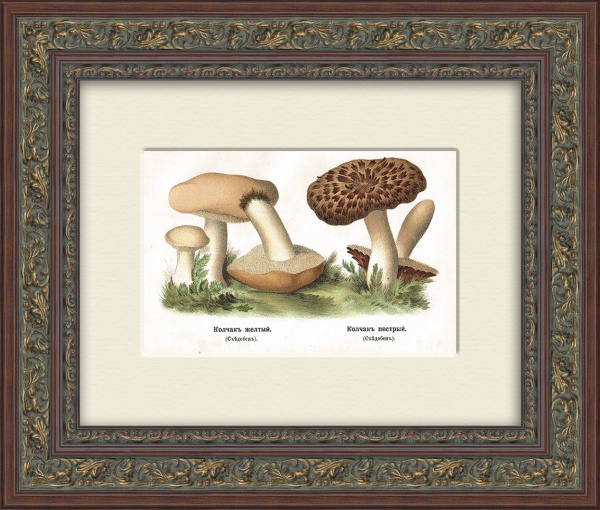 Колчак желтый и колчак пестрый. Хромолитография в раме