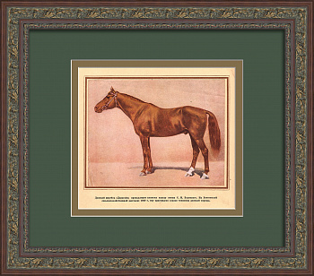 Донской жеребец - чемпион Всесоюзной сельскохозяйственной выставки 1939 года. Старинная тиражная графика