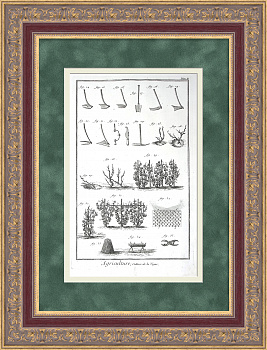 Виноградарство в 18 веке. Уникальная, старинная гравюра 