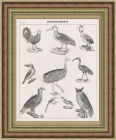 Птицы мира. Старинная литография 1838 года