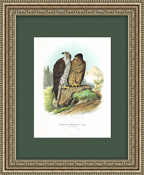 Ястребиный орел, антикварная хромолитография в раме 50х40 см
