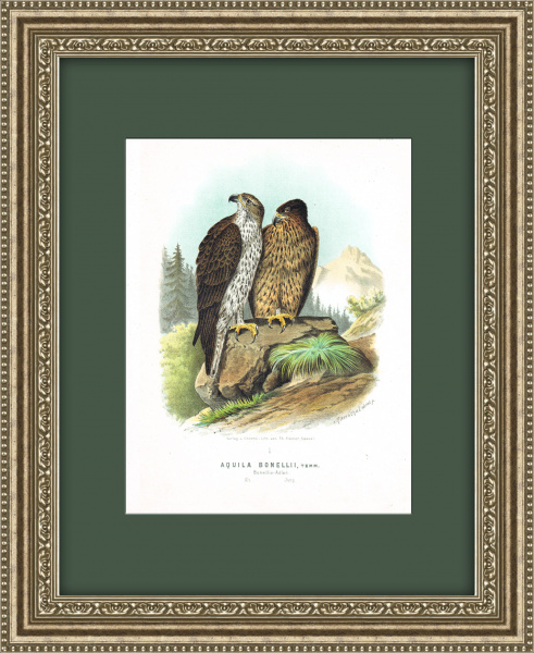 Ястребиный орел, антикварная хромолитография в раме 50х40 см