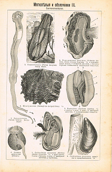 Гравюра "Морская рыбалка"